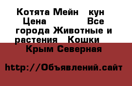 Котята Мейн - кун › Цена ­ 19 000 - Все города Животные и растения » Кошки   . Крым,Северная